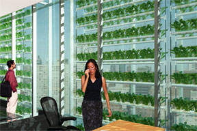 vertical greenhouse in an office